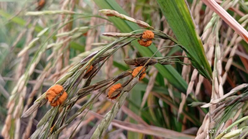 Puluhan Hektare Sawah di Madiun Diserang Hama Jamur Oncom