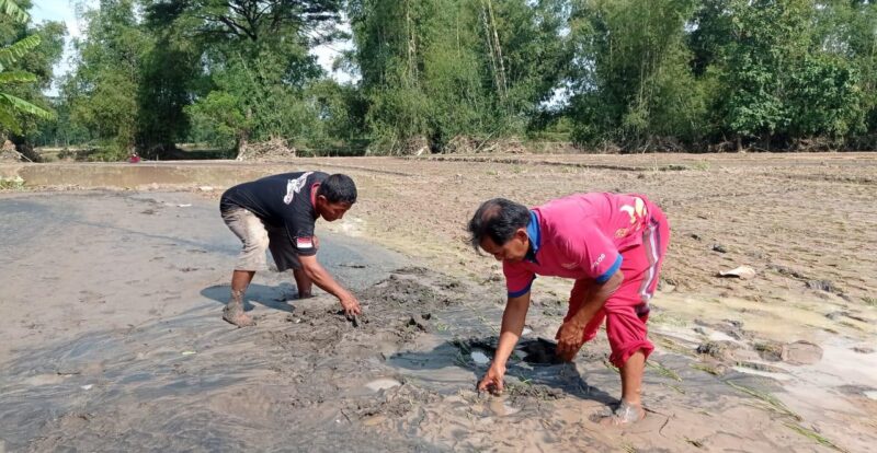 Banjir Bandang di Magetan Rusak Sawah, Petani Merugi