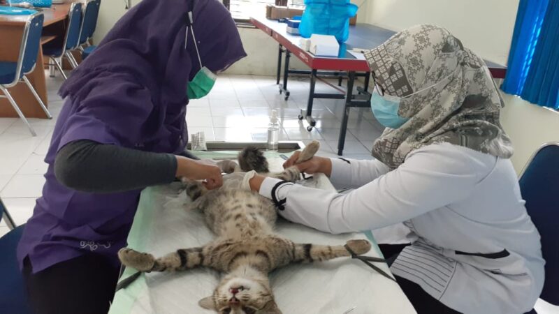 Tekan Populasi, Puluhan Kucing Jantan di Madiun Dikebiri