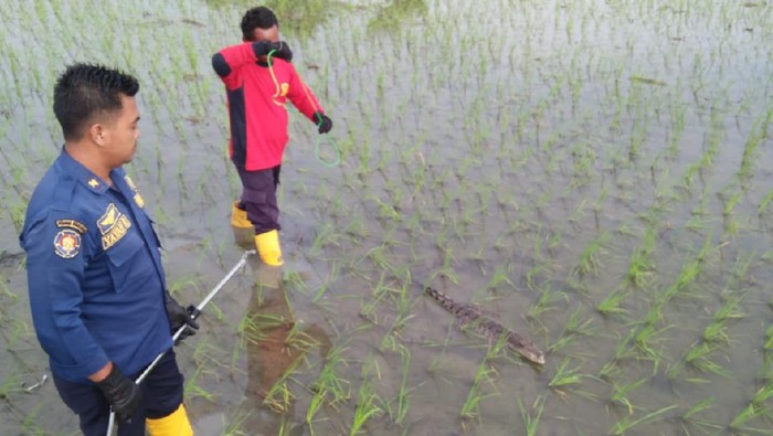 Buaya Berkeliaran di Sawah Gegerkan Bojonegoro