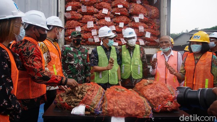 Terkontaminasi Cacing Gelang, Ratusan Ton Jahe Impor Dimusnahkan