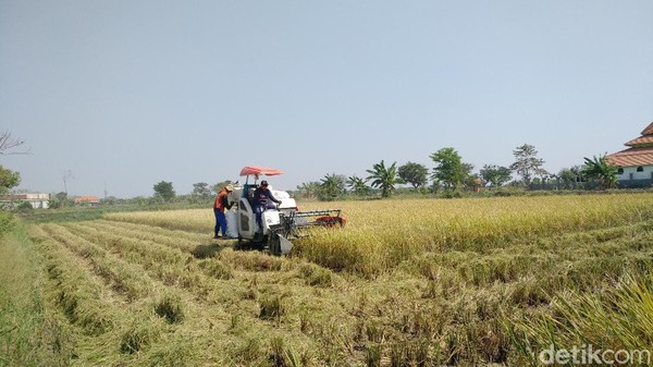 Panen di Jatim Surplus 1,1 Juta Ton, Pemerintah Malah akan Impor Beras