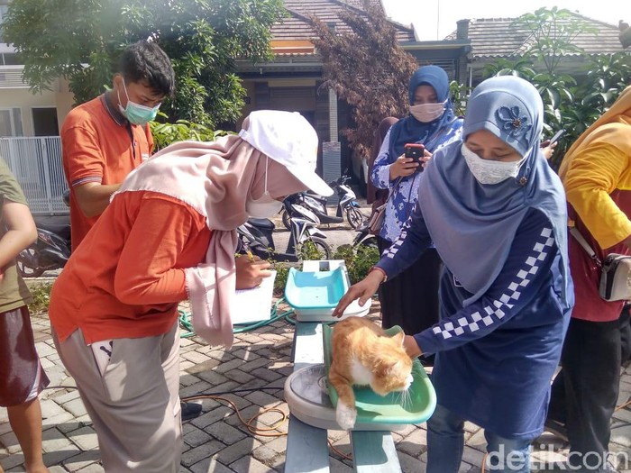 Unik, Ada Posyandu Kucing di Lamongan