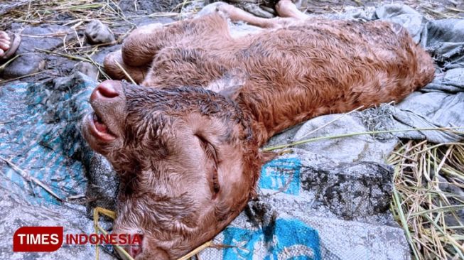 Sapi Berkepala Dua Gemparkan Warga Probolinggo