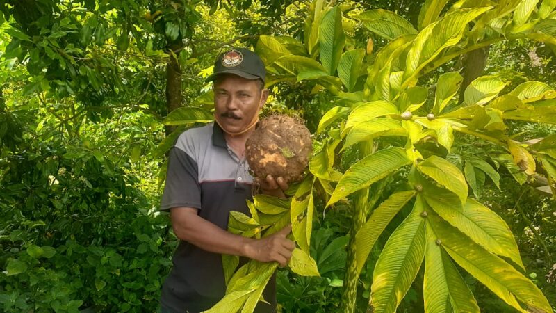 Gara-Gara Porang, Desa di Madiun Ini Jadi Kampung Jutawan