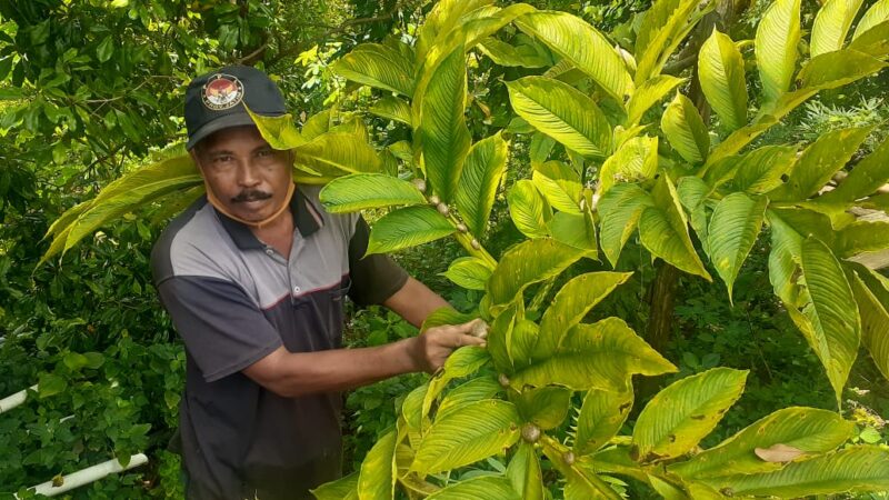 Wow! Hasil Panen Porang Ditawar Rp825 Juta, Tapi Ditolak Mentah-Mentah Petani Madiun