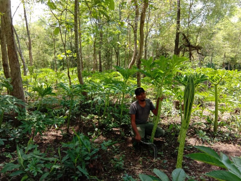 Selain Desa Durenan, Pajaran Kini Juga Jadi Desa Jutawan karena Porang di Madiun