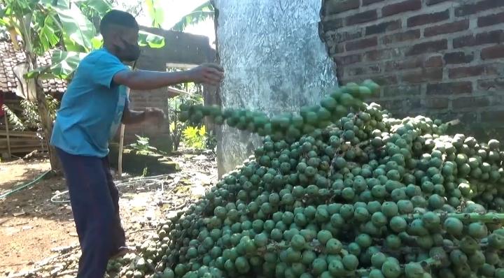 Berkah Ramadan, Omzet Perajin Kolang-Kaling di Madiun Naik Berlipat-Lipat