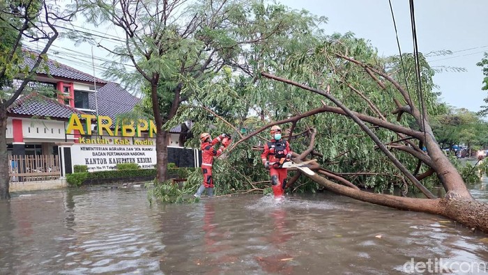 Kediri Dilanda Hujan Lebat Disertai Angin Kencang, Pohon Bertumbangan