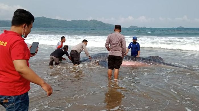 Hiu Paus Sepanjang 7 Meter Terdampar di Pantai Gemawing Trenggalek