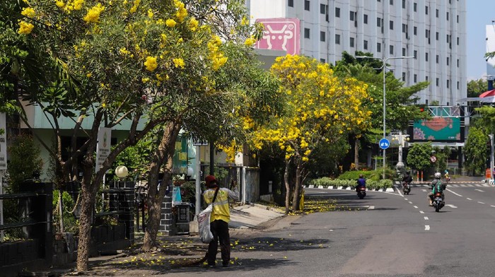 Tabebuya Bermekaran, Surabaya Kian Cantik saat Lebaran 2021