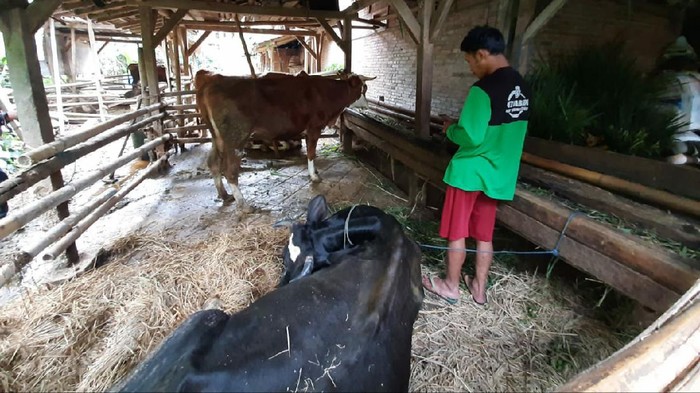 8 Hewan Ternak Mati Mendadak di Tulungagung, Ada Kawat dan Besi di dalam Perutnya