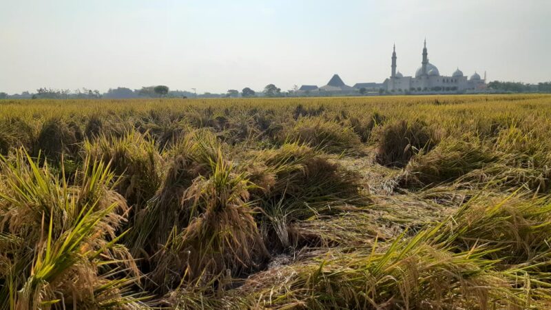 Anomali Cuaca, Sawah di Madiun Diserang Wereng