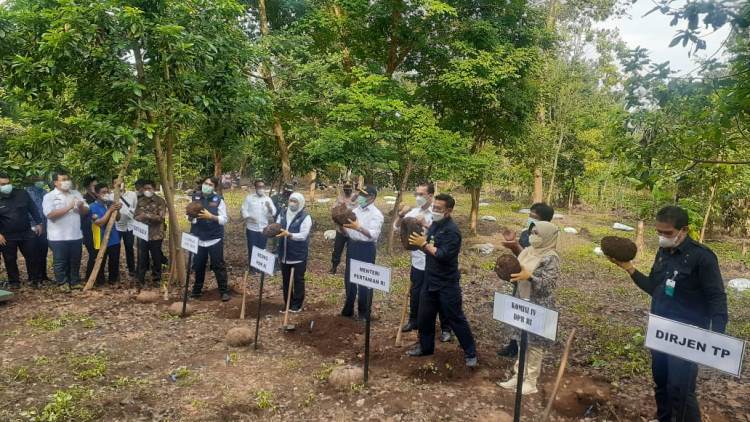 Mentan dan Menko PMK Kagum Umbi Porang di Madiun Berukuran Jumbo