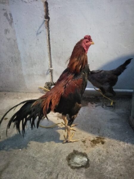Gondol 4 Ekor Ayam Bangkok, Pria di Ponorogo Berhasil Dibekuk saat Kabur
