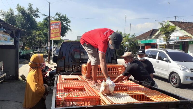 Protes PPKM Darurat, Peternak Madiun Jual Murah Ayam Potong