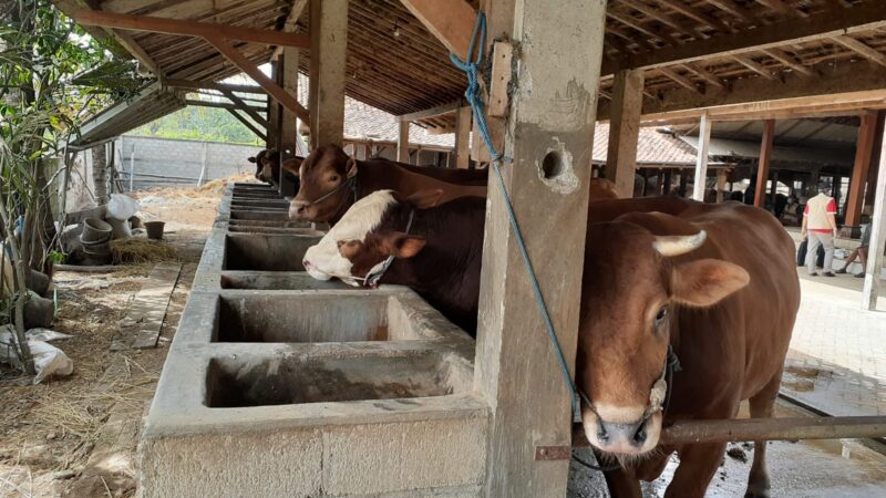 Pesanan Banyak yang Dibatalkan, Peternak Sapi Kurban di Madiun Menjerit