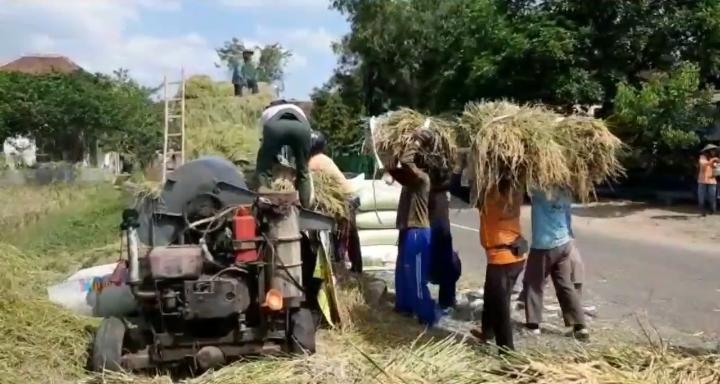 Harga Gabah Rendah, Petani Madiun Menjerit