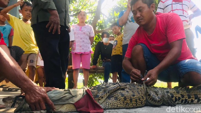 Mencari Ikan, 3 Warga Mojokerto Ini Justru Dapat Buaya Seberat 40 Kg