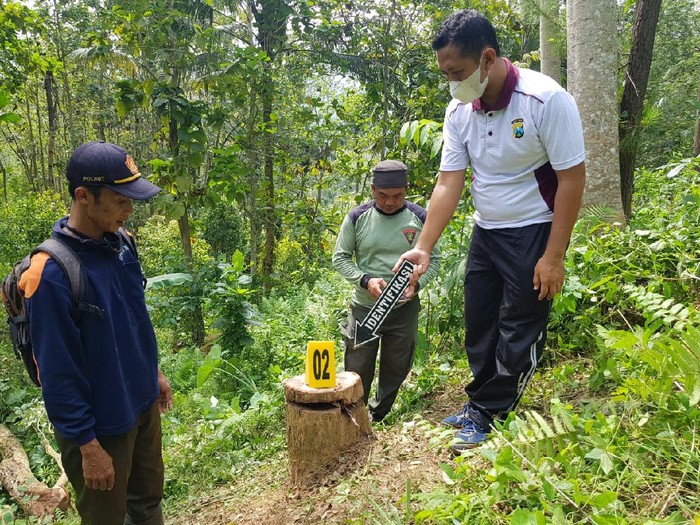 Nahas, Pelaku Pembalakan Liar Hutan Trenggalek Alami Kecelakaan Hingga Tewas