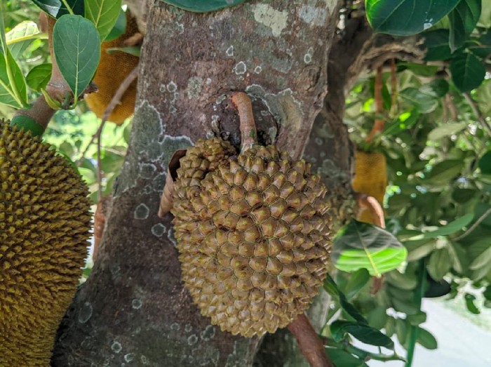 Aneh! Ada Pohon Nangka Berbuah Mirip Durian di Ponorogo