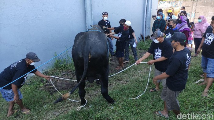 Via Vallen Kurban 6 Ekor Sapi, 2 Ekor Dipotong di Rumahnya