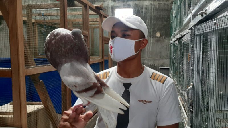 Berawal dari Hobi, Pemuda Asal Madiun Ini Raup Untung dari Merpati Hias