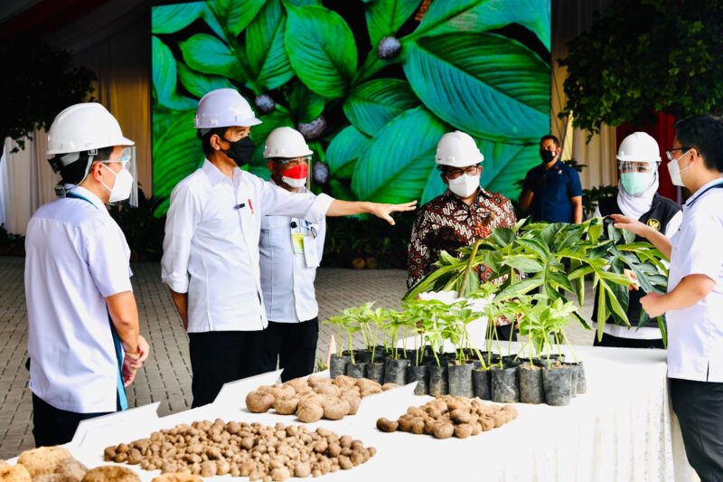 Porang Jadi Perhatian Nasional, Kaji Mbing Minta Petani Gunakan Pupuk Organik