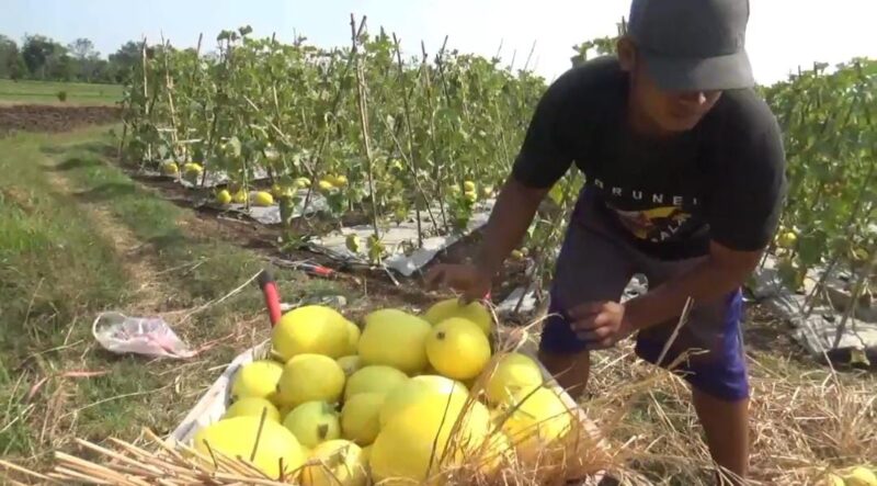 Sukses Tanam Melon Golden, Petani Madiun Raup Puluhan Juta Rupiah