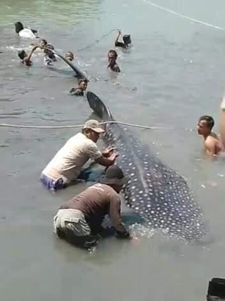 Mamalia Laut Kerap Muncul di Perairan Jatim, Ini Penjelasan BMKG