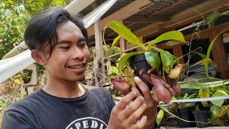 Pemuda di Lereng Wilis Madiun Ini Berhasil Budidaya Tanaman Karnivora