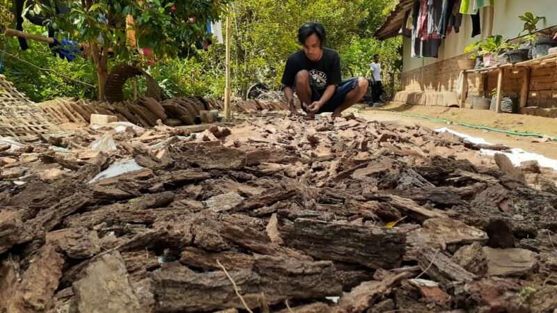 Keren! Kulit Pinus Gunung Wilis Madiun Diekspor Sampai Filipina