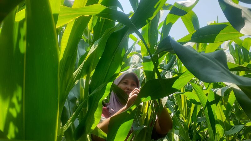 Diserang Hama Ulat, Petani Jagung di Madiun Menjerit