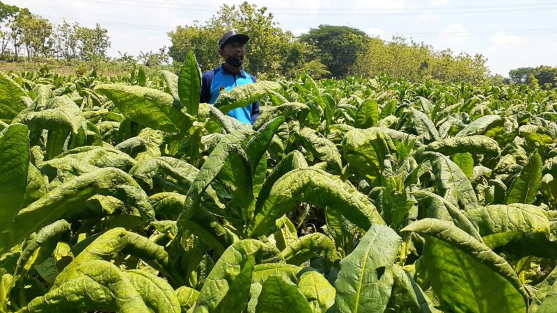 Pemanfaatan DBHCHT, Petani Tembakau Madiun Senang Bisa Tingkatan Kapasitas dan Kualitas