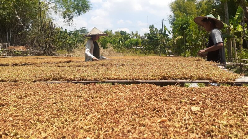 Harga Tembakau Anjlok, Petani di Madiun Mengeluh