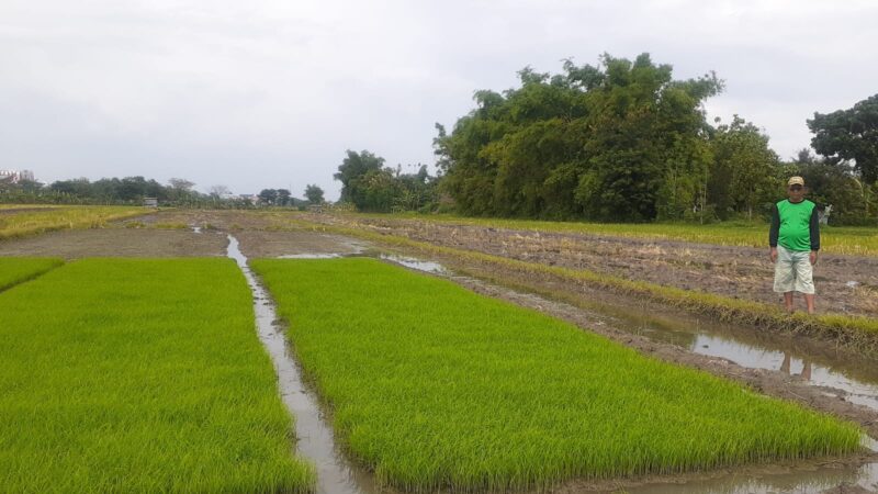 Masa Tanam Padi, Petani Madiun Mengeluhkan Kekurangan Pupuk Bersubsidi