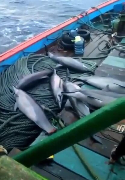 Viral Video Nelayan Tangkap 7 Ikan Lumba-Lumba di Pacitan