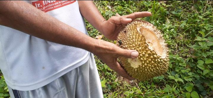 Waduh! Kawanan Kera Liar Rusak Buah Durian di Segulung Madiun