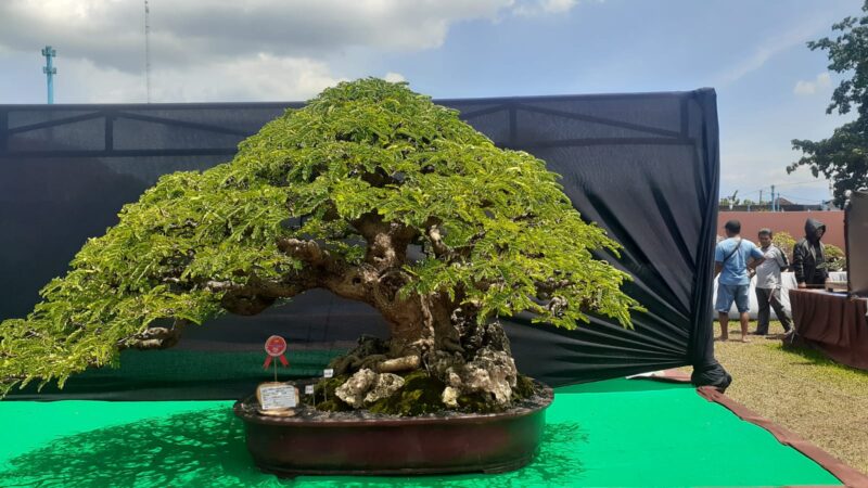 Festival Bonsai Digelar di Madiun, Ada 1.025 Tanaman yang Dipamerkan