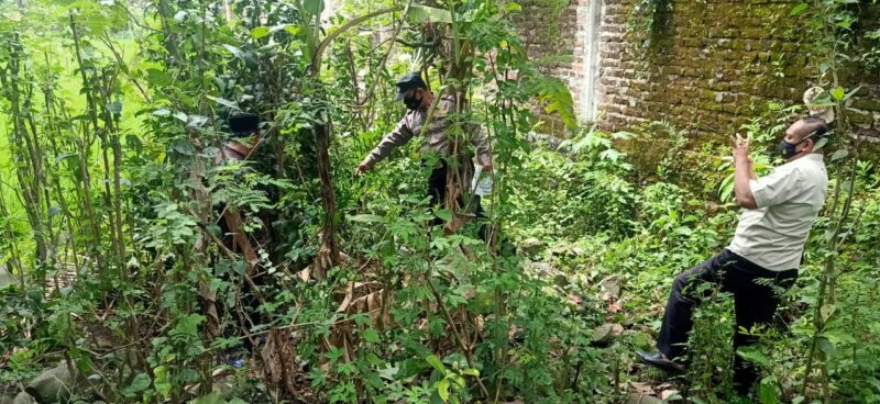 Jatuh dari Pohon Setinggi 3 Meter, Seorang Pria Lansia di Ponorogo Meninggal