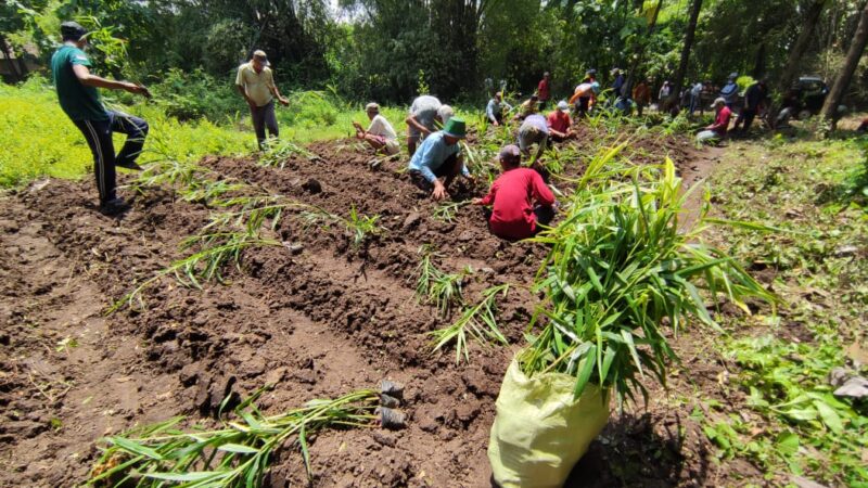 Tingkatkan Perekonomian Warga, Petani Muda Madiun Bantu 1.300 Bibit Jahe Merah