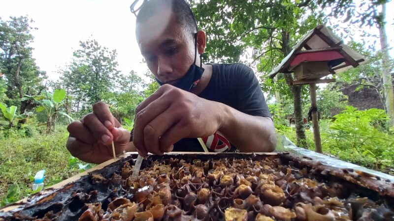 Menilik Budidaya Lebah Penghasil Madu Klanceng di Lereng Gunung Wilis Madiun