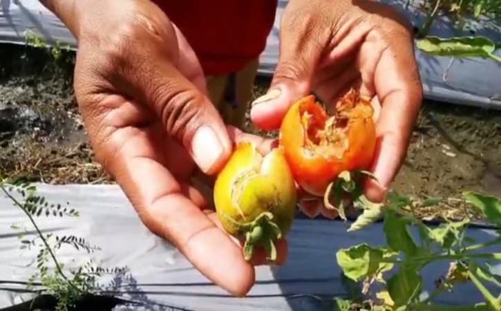 Sedih! Petani Madiun Merugi karena Tanaman Tomat Rusak Diserang Hama