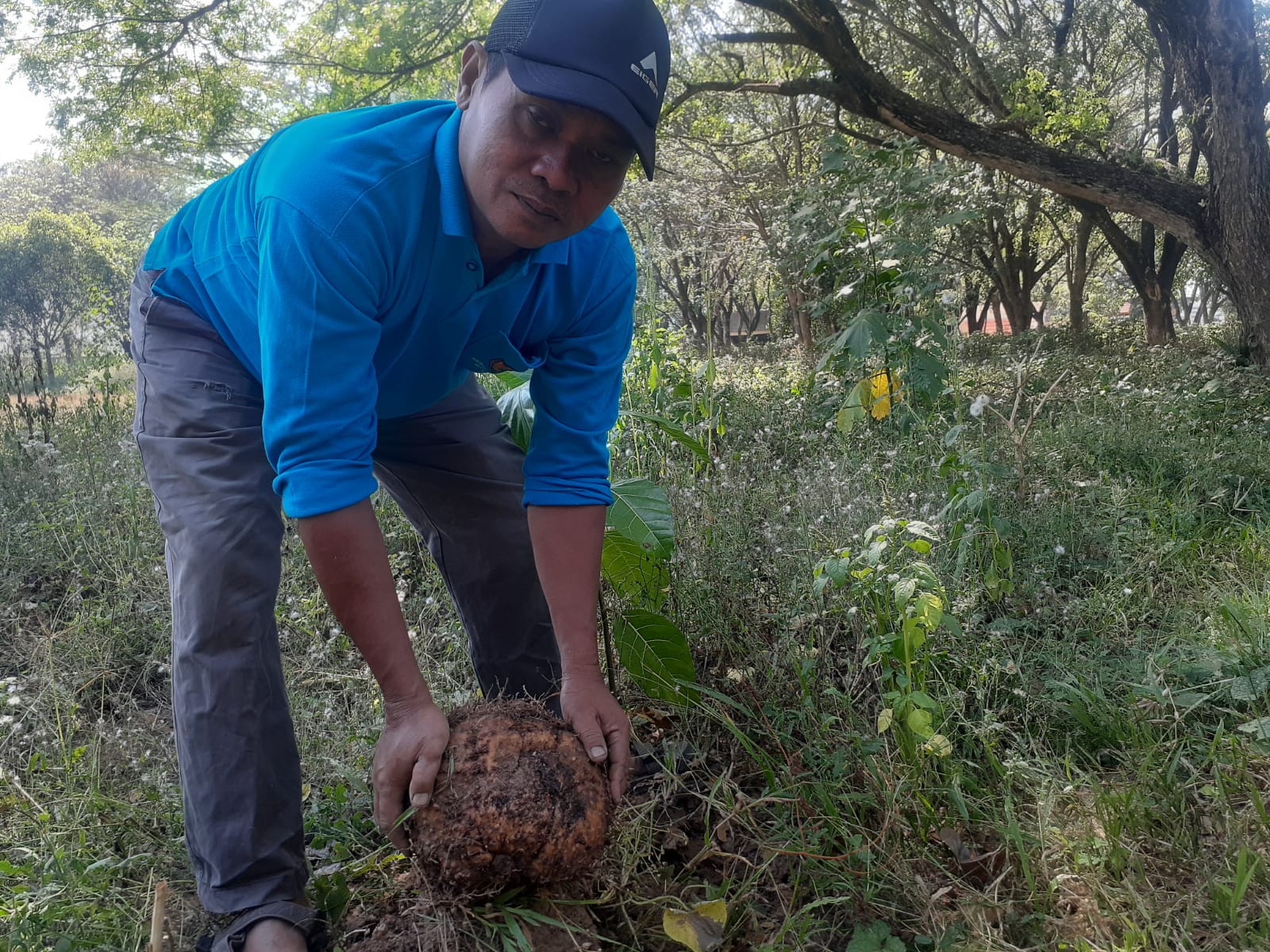 Harga Anjlok! Petani Madiun Desak Kementan Tetapkan Standardisasi Harga Porang