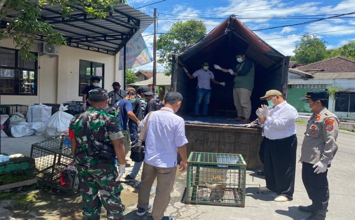 Akan Dilepasliarkan, BKSDA Jatim Bawa Puluhan Ekor Monyet di Madiun